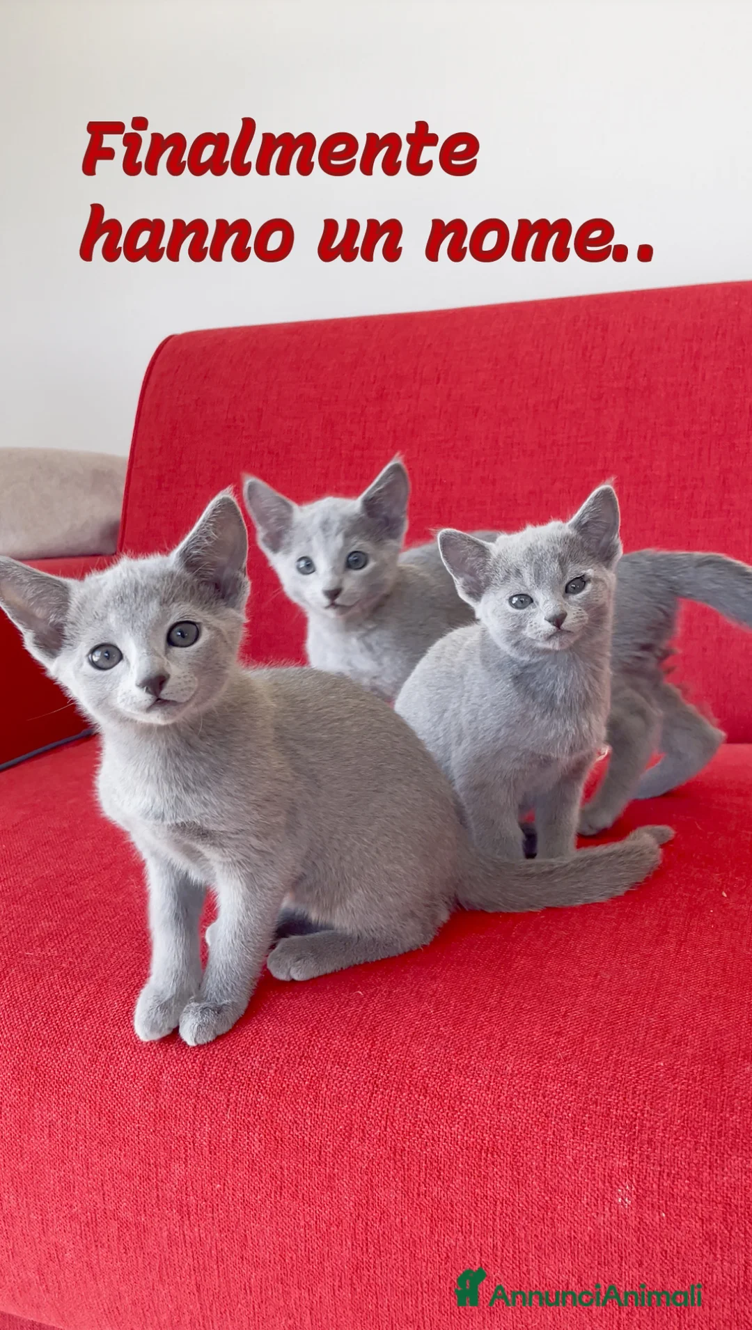 Blu di Russia gatti in vendita: Cuccioli Blu di Russia di alta genealogia - Annuncio 1