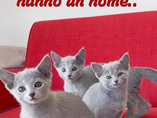 Blu di Russia gatti in vendita: Cuccioli Blu di Russia di alta genealogia - Annuncio 1