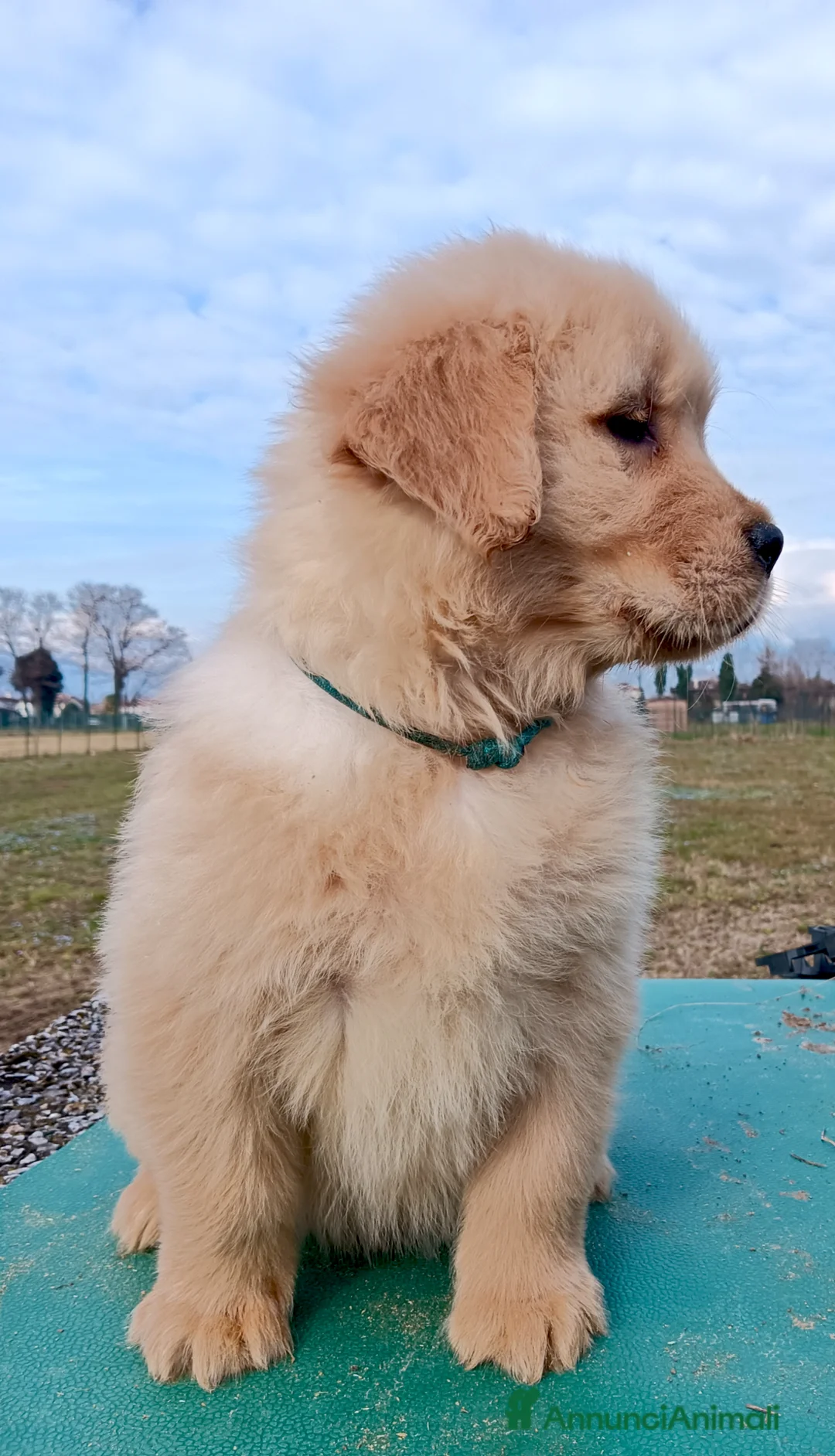 Golden Retriever cani in vendita: Cuccioli Golden Retriever Linea Americana  - Annuncio 6