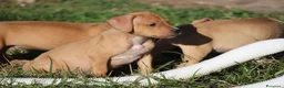 Pitbull cani in vendita: Cuccioli Pit Bull con Pedigree anche a rate - Annuncio 12