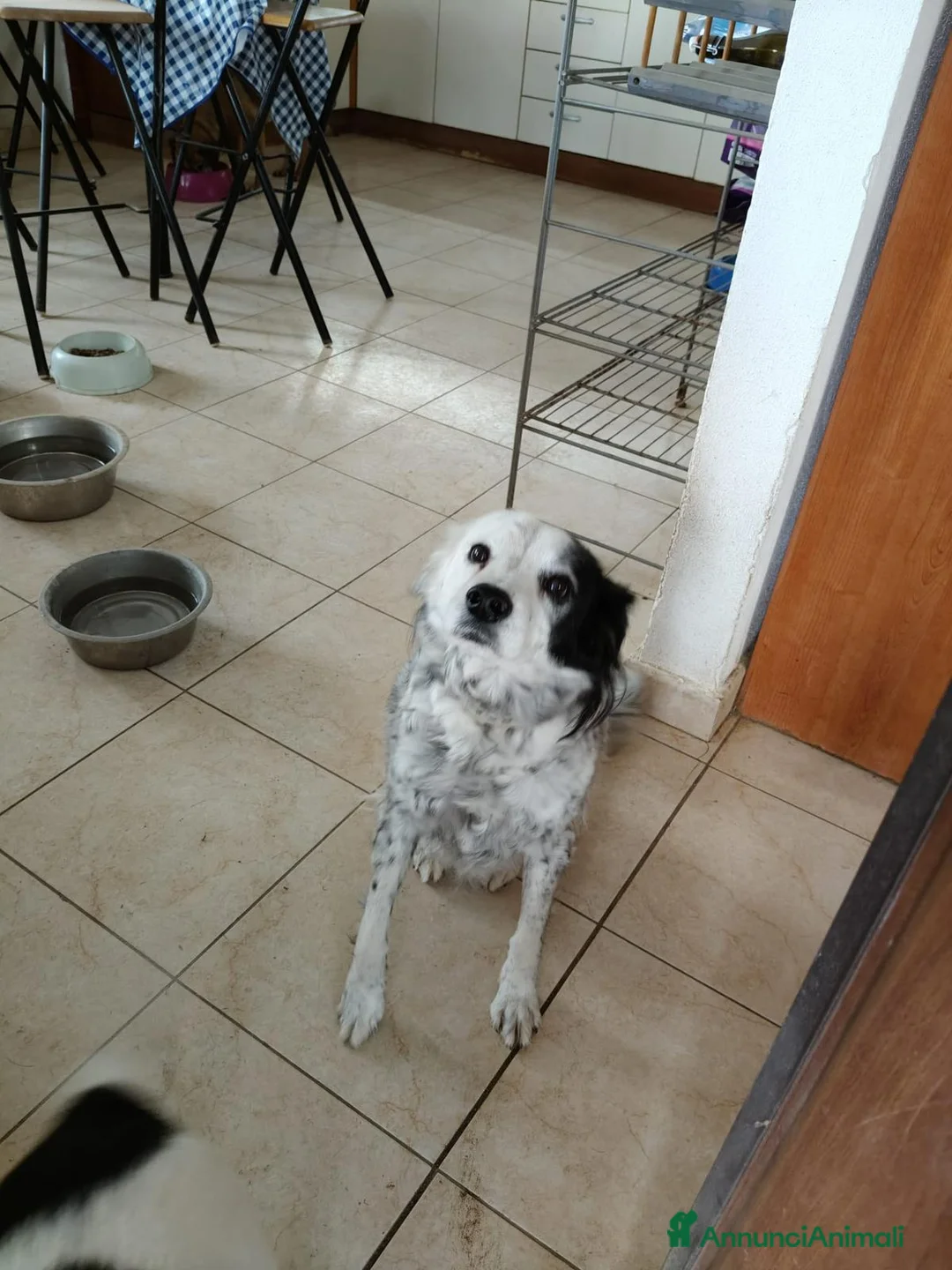 Meticcio cani in regalo: Pia: 13 anni, adozione del cuore  - Annuncio 2