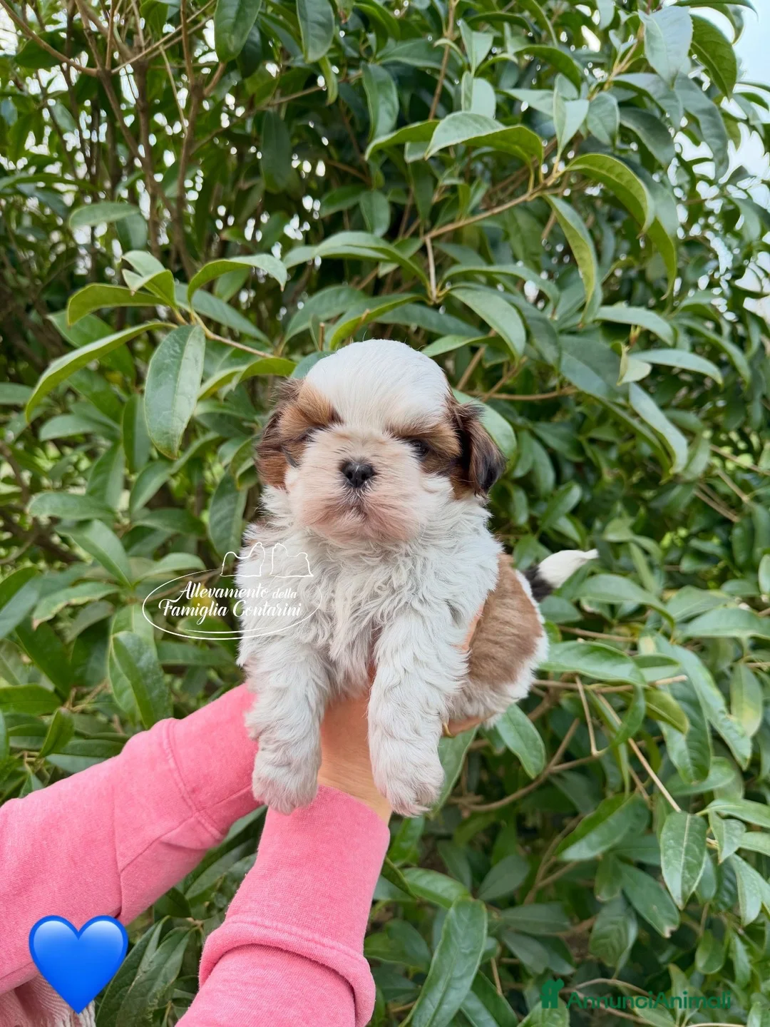Shih Tzu cani in vendita: Cuccioli ShihTzu - Annuncio 1