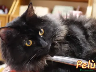 Europeo gatti PELU SIMIL MAINCOON E LA BELLA PAMY - Annuncio 2