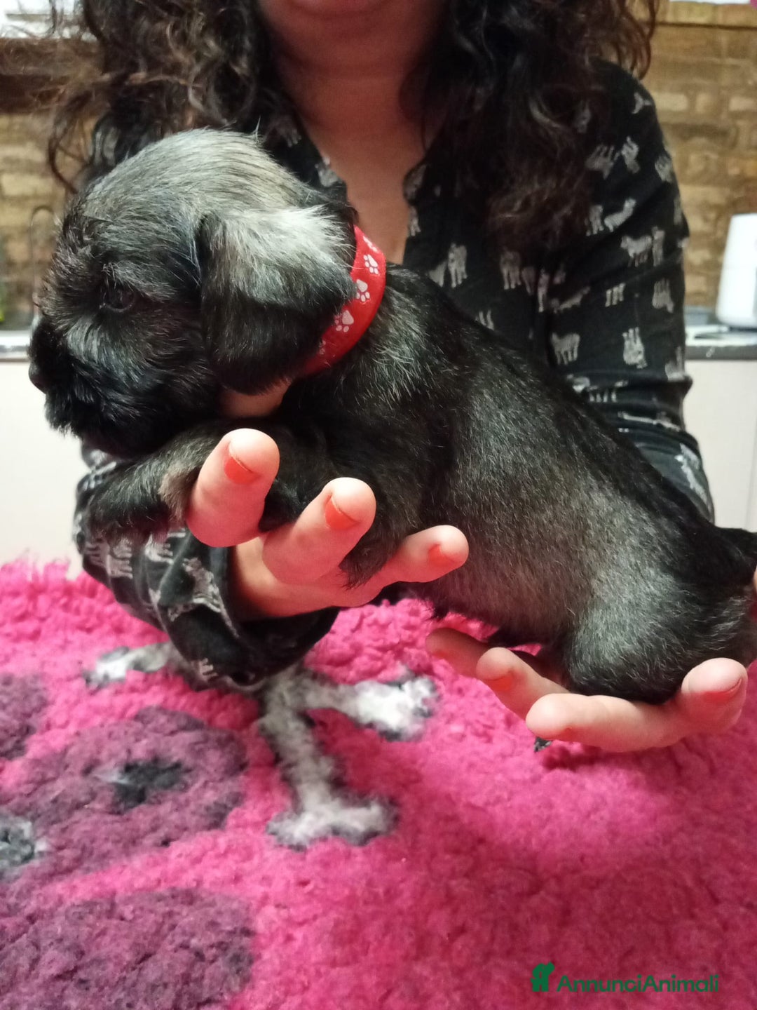 Mini Schnauzer cani in vendita: cuccioli di zwergschnauzer pepe sale - Annuncio 11