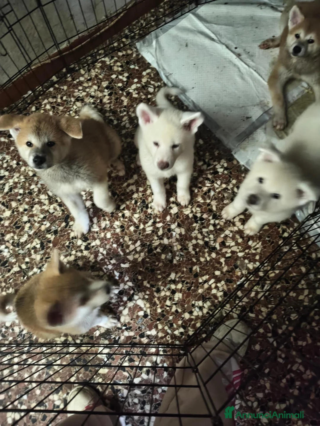 Akita Inu cani in vendita: Cuccioli Akita inu - Annuncio 8