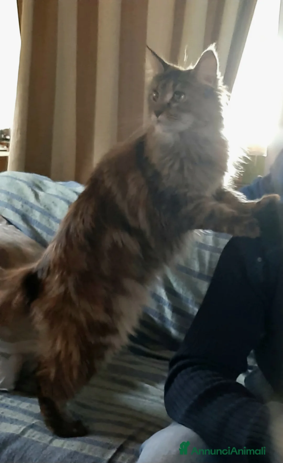 Maine Coon gatti in vendita: Cuccioli di Maine Coon linea russa  - Annuncio 8