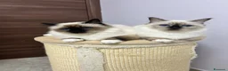 Sacro di Birmania gatti in vendita: Gattini sacro di Birmania  - Annuncio 1