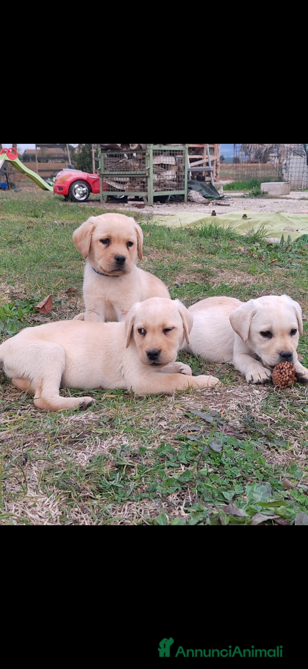Labrador cani in vendita: Labrador cuccioli con pedigree Enci  - Annuncio 14