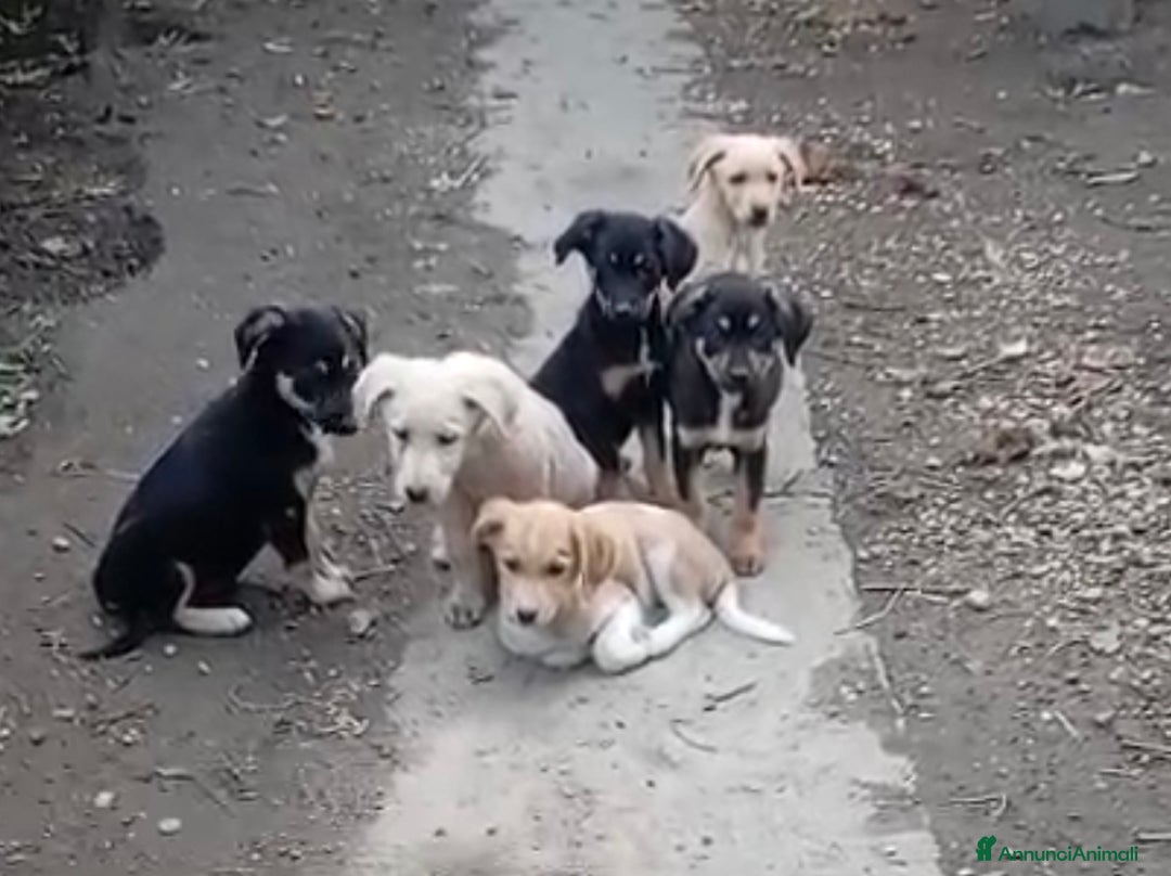 Meticcio cani in regalo: Cinque cuccioli in adozione!  - Annuncio 1