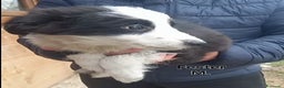 Border Collie cani in vendita: Border Collie  - Annuncio 5