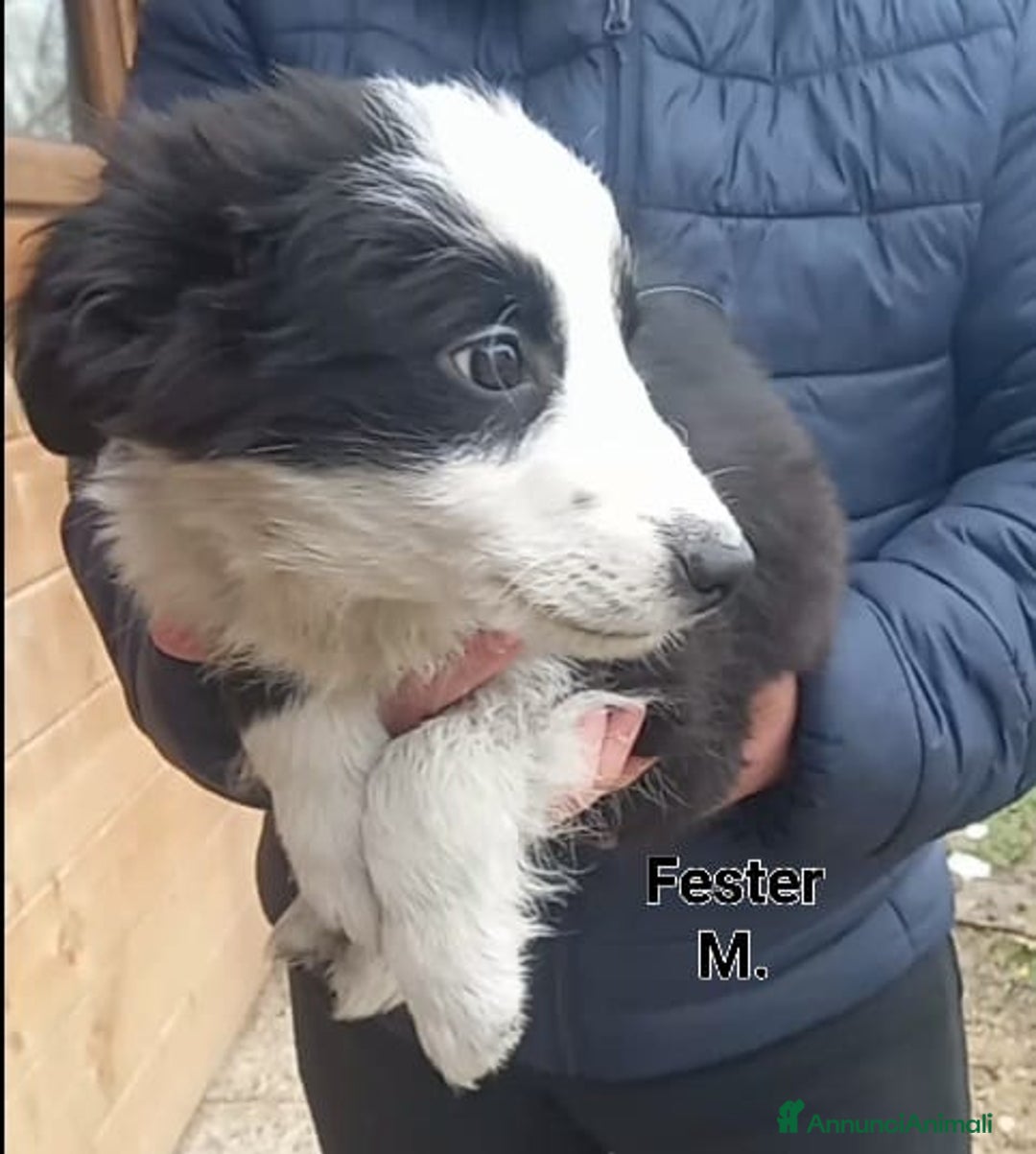 Border Collie cani in vendita: Border Collie  - Annuncio 5