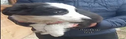 Border Collie cani in vendita: Border Collie  - Annuncio 5