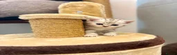 Scottish gatti in vendita: Bellissimi cuccioli di scottish straight/fold - Annuncio 33