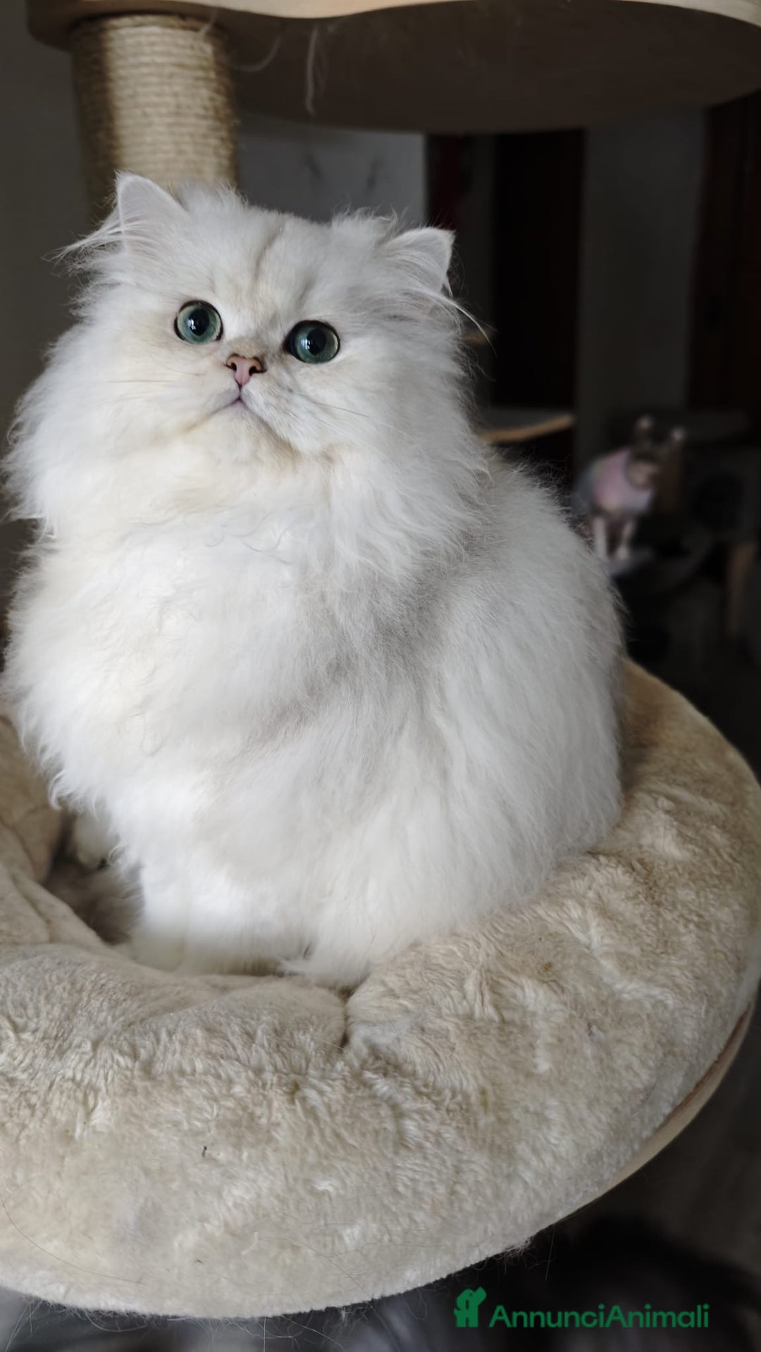 British gatti in vendita: British longhair - Annuncio 7