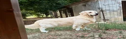 Golden Retriever cani in vendita: Femmina e maschio Golden retriever  - Annuncio 2