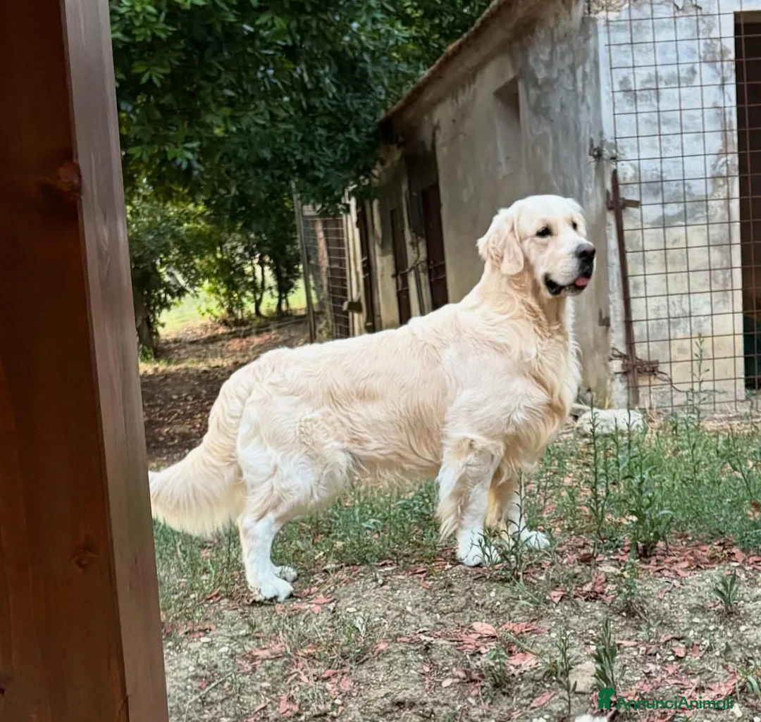 Golden Retriever cani in vendita: Femmina e maschio Golden retriever  - Annuncio 2