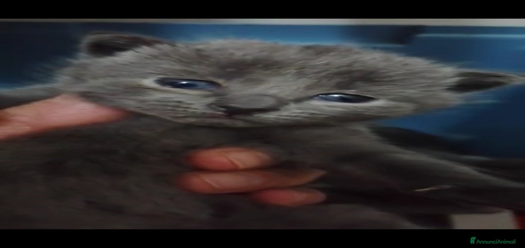 Immagine della galleria {{count}}