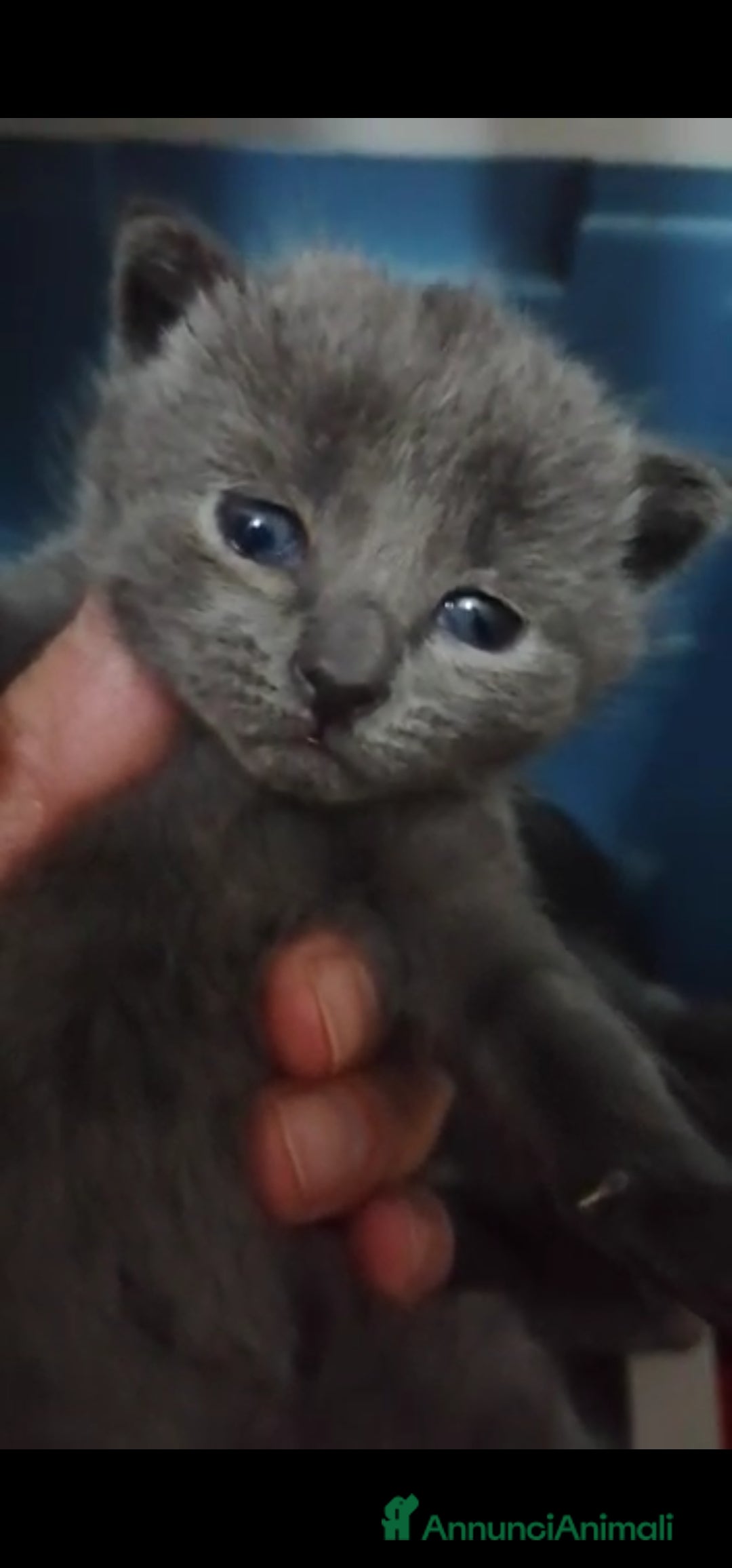 Immagine della galleria {{count}}