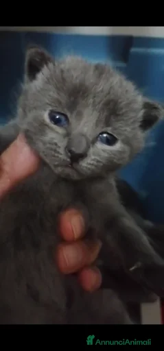 Immagine della galleria {{count}}