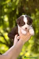 Australian Shepherd Cucciolo 3