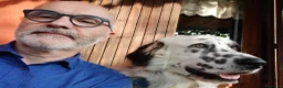 Meticcio cani in regalo: adozione di Argo a Città metropolitana di Roma Capitale - Annuncio 8