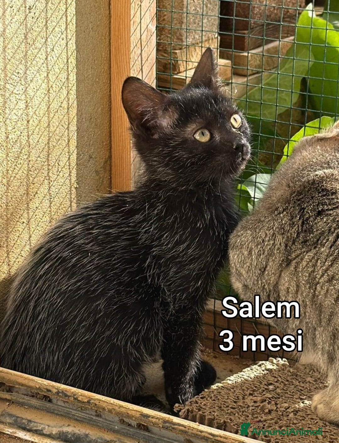 Europeo gatti in regalo: MICINI: TEMPO SCADUTO!! - Annuncio 5