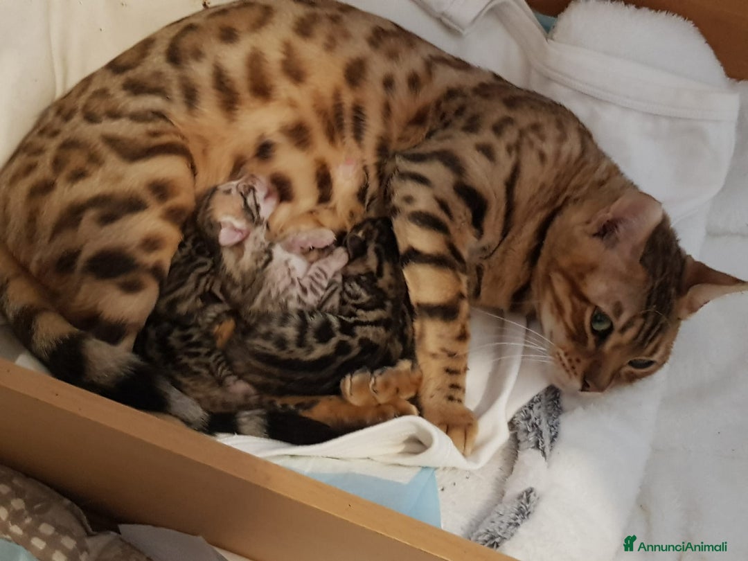 Bengala gatti in vendita: Pedigree Afsi - Annuncio 13