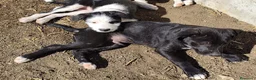 Meticcio cani in regalo: Romeo - Annuncio 6