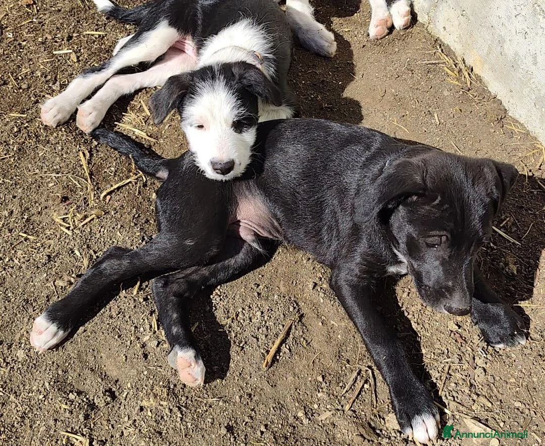 Meticcio cani in regalo: Romeo - Annuncio 6