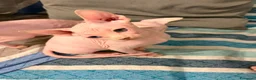 Sphynx gatti in vendita: CUCCIOLI SPHYNX DI CUI UNO OCCHI IMPARI - Annuncio 6