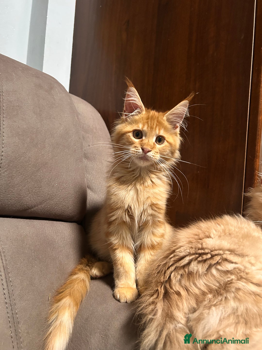 Maine Coon gatti in vendita: Cuccioli Maine Coon - Annuncio 6