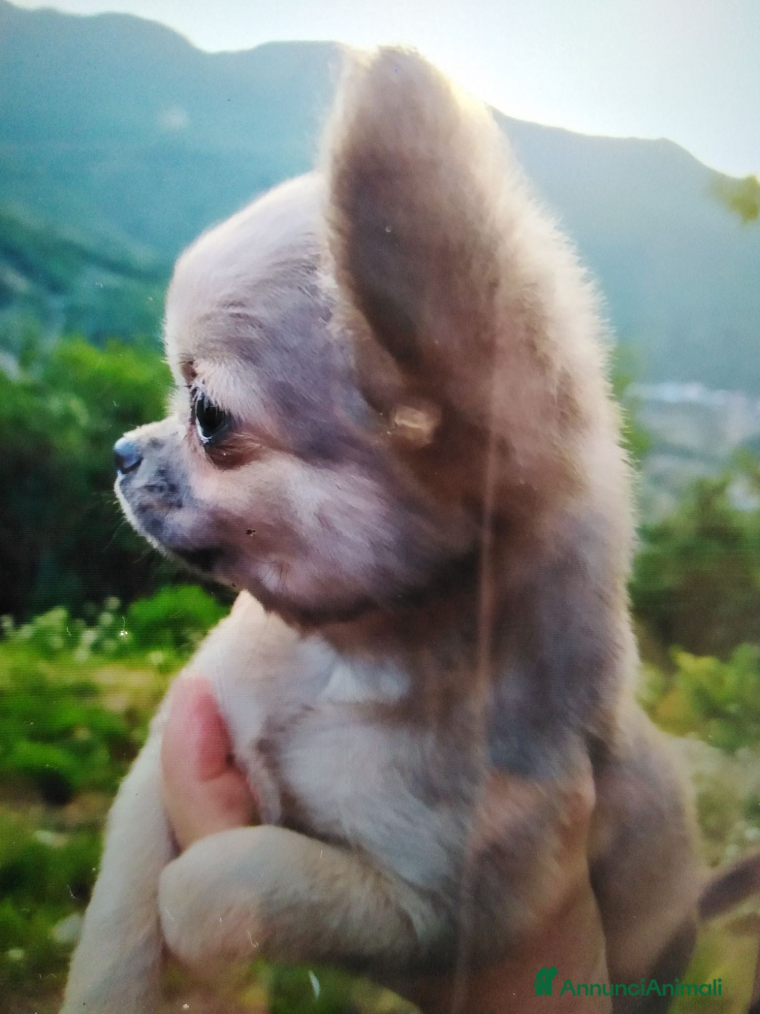 Chihuahua cani Chihuahua cucciolo maschietto pelo lungo  - Annuncio 34