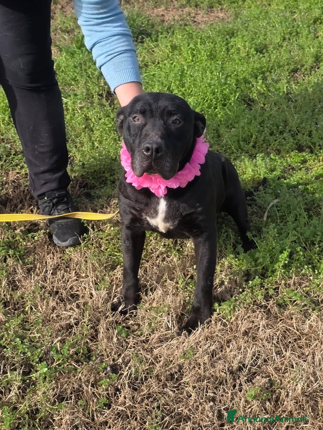 Meticcio cani in regalo: Nayana, simil cane corso, in canile - Annuncio 2