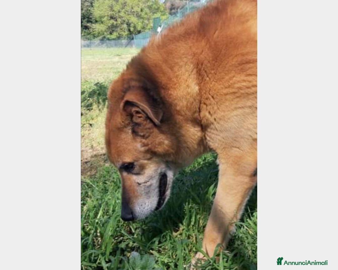 Meticcio cani in regalo: Folk, adozione del cuore  a Roma - Annuncio 6