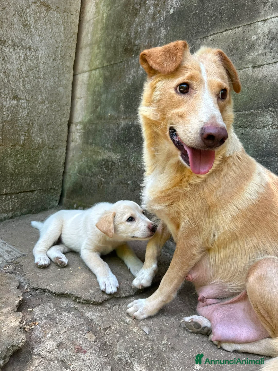 Meticcio cani in regalo: Elio aspetta la sua famiglia ❤️ a Città Metropolitana di Bologna - Annuncio 2