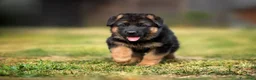 Pastore Tedesco cani in vendita: Pastore tedesco per veri appassionati. Cuccioli - Annuncio 1