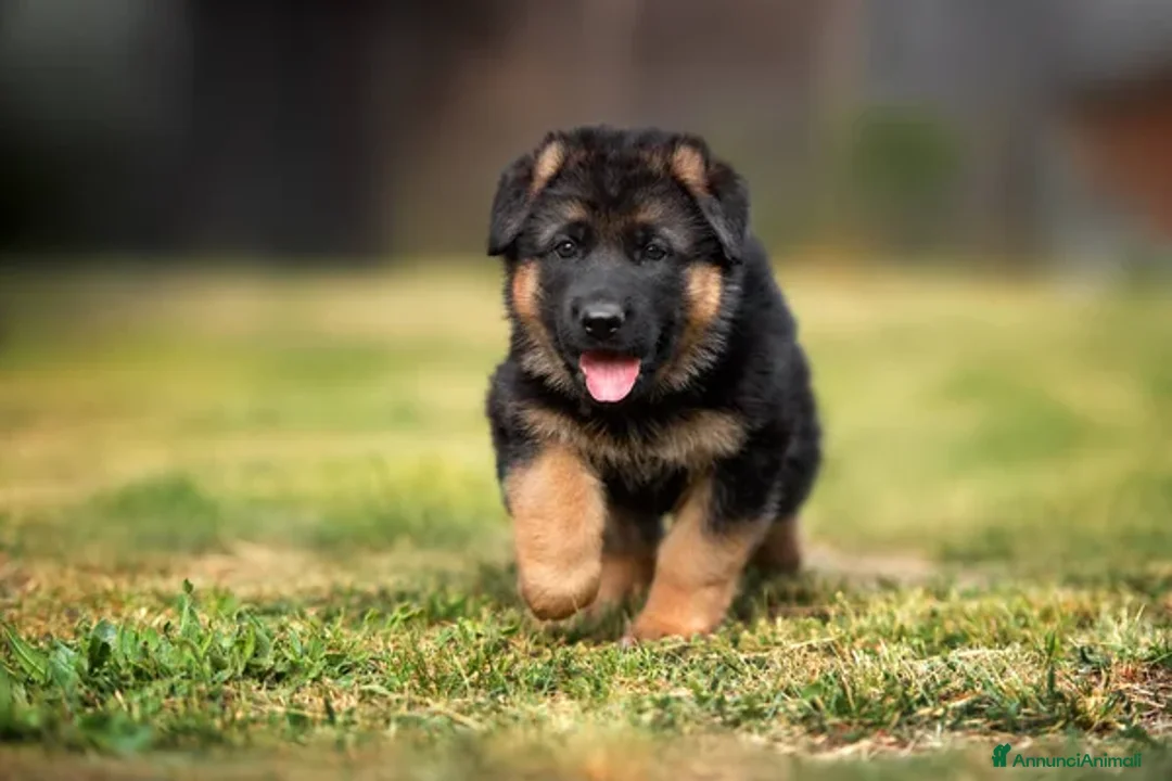 Pastore Tedesco cani in vendita: Pastore tedesco per veri appassionati. Cuccioli - Annuncio 1