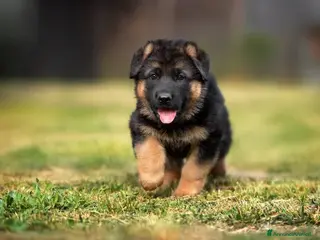 Pastore Tedesco cani in vendita: Pastore tedesco per veri appassionati. Cuccioli - Annuncio 2
