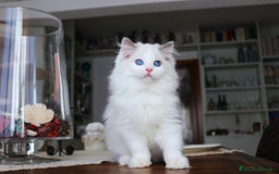 Ragdoll gatti in vendita: magnifico cucciolo ragdoll pedigree ministeriale a Città Metropolitana di Firenze - Immagine 3