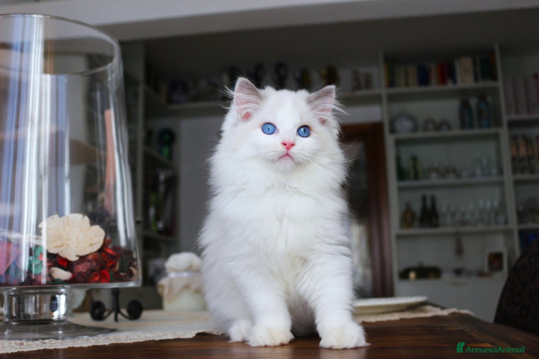 Ragdoll gatti in vendita: magnifico cucciolo ragdoll pedigree ministeriale a Città Metropolitana di Firenze - Immagine 3