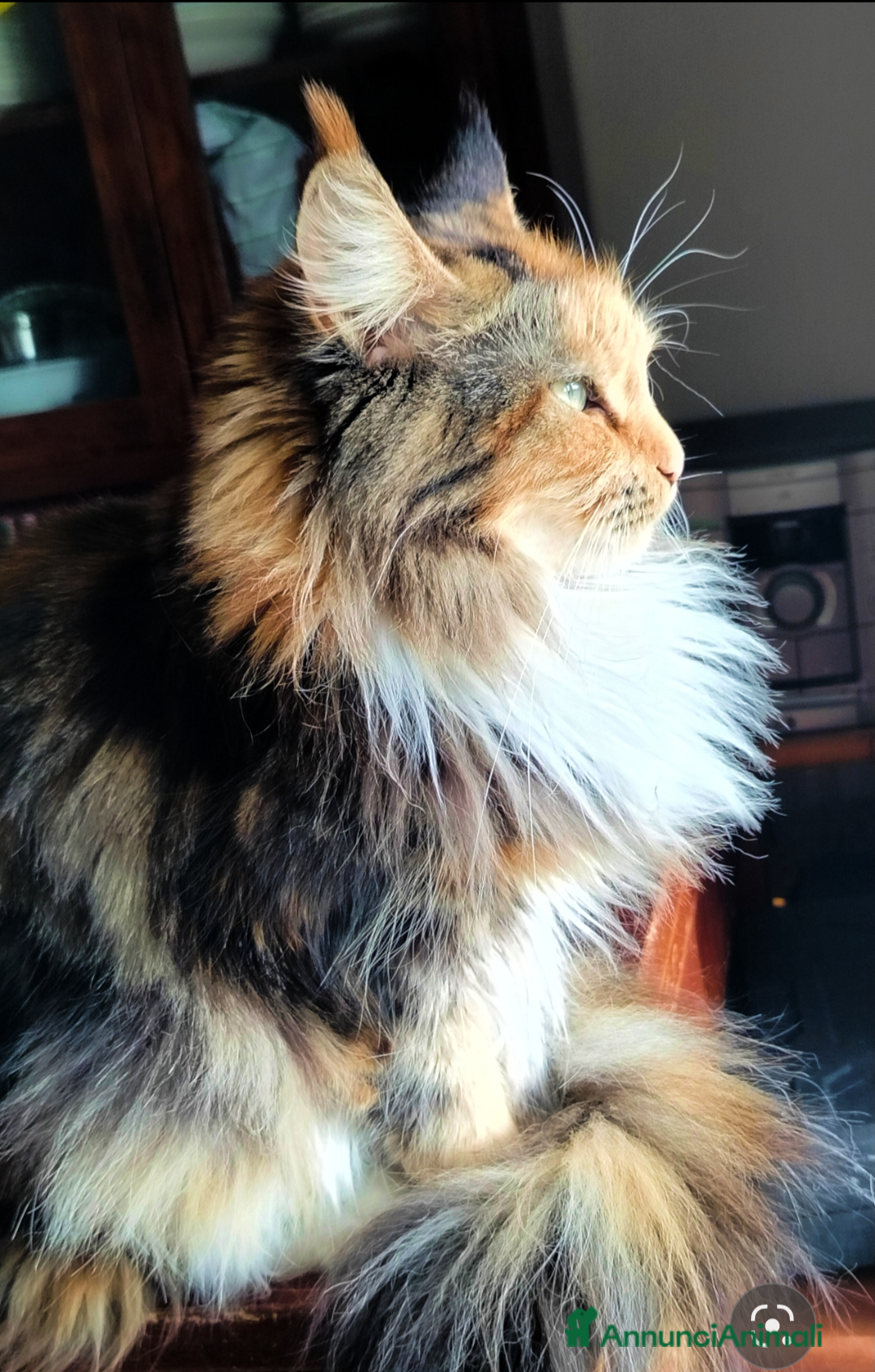 Maine Coon gatti in regalo: Maine coon femmina  - Annuncio 1
