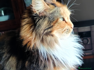 Maine Coon gatti Maine coon femmina - Annuncio 1