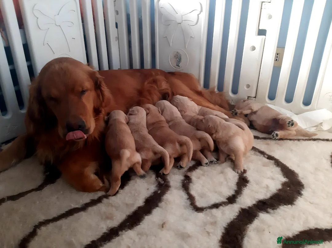 Immagine della galleria {{count}}