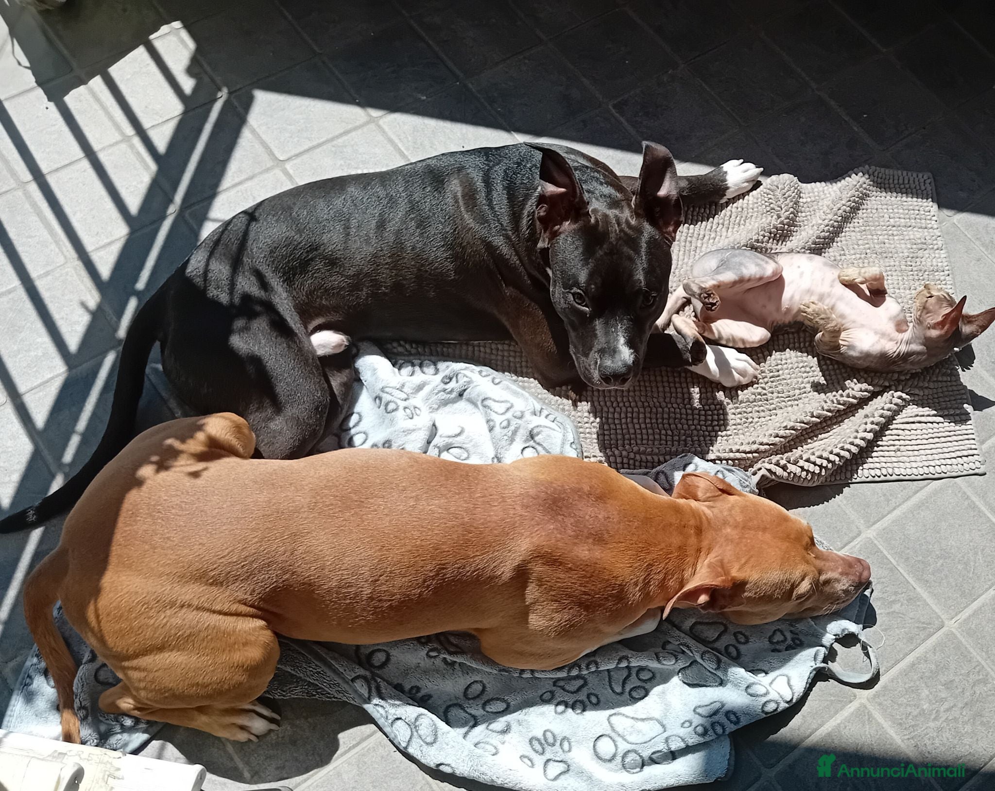 Altre razze cani American Pitbull terrier Standart UKC  - Annuncio 1