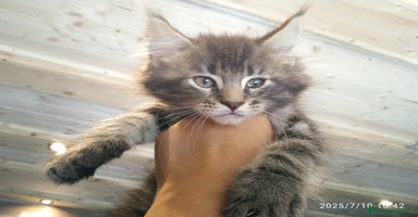 Maine Coon gatti a Provincia autonoma di Trento - Annuncio 9