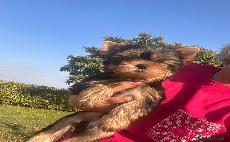 Yorkshire cani - Annuncio 3