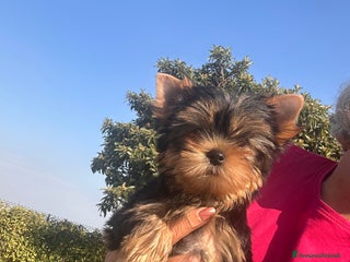 Yorkshire cani Yorkshire terrier - Annuncio 2