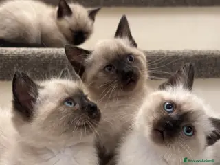 Siamese gatti Siamese - Annuncio 34