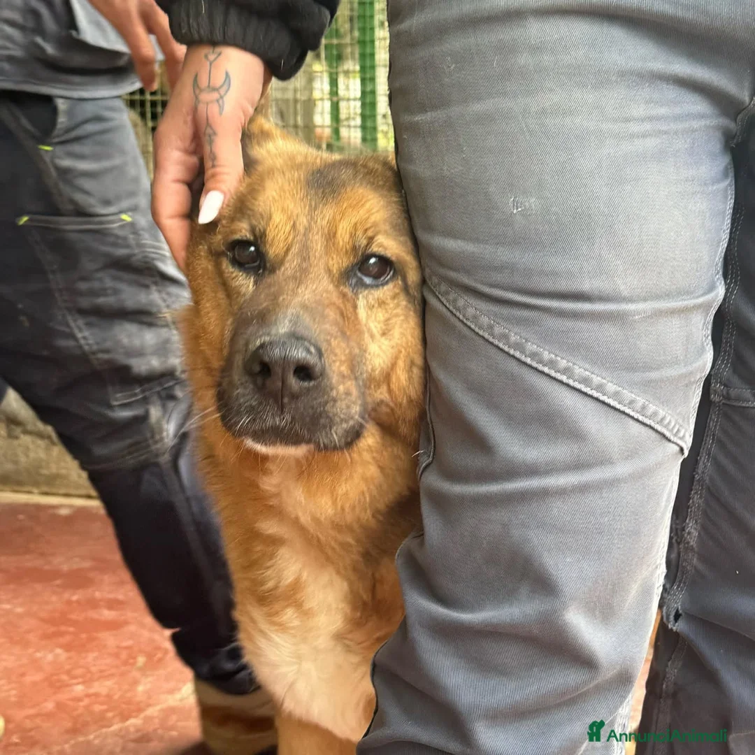 Pastore Tedesco cani in regalo: Rocky, pastore tedesco in canile a catania - Annuncio 1