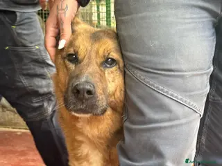 Pastore Tedesco cani Rocky, pastore tedesco in canile a catania - Annuncio 1